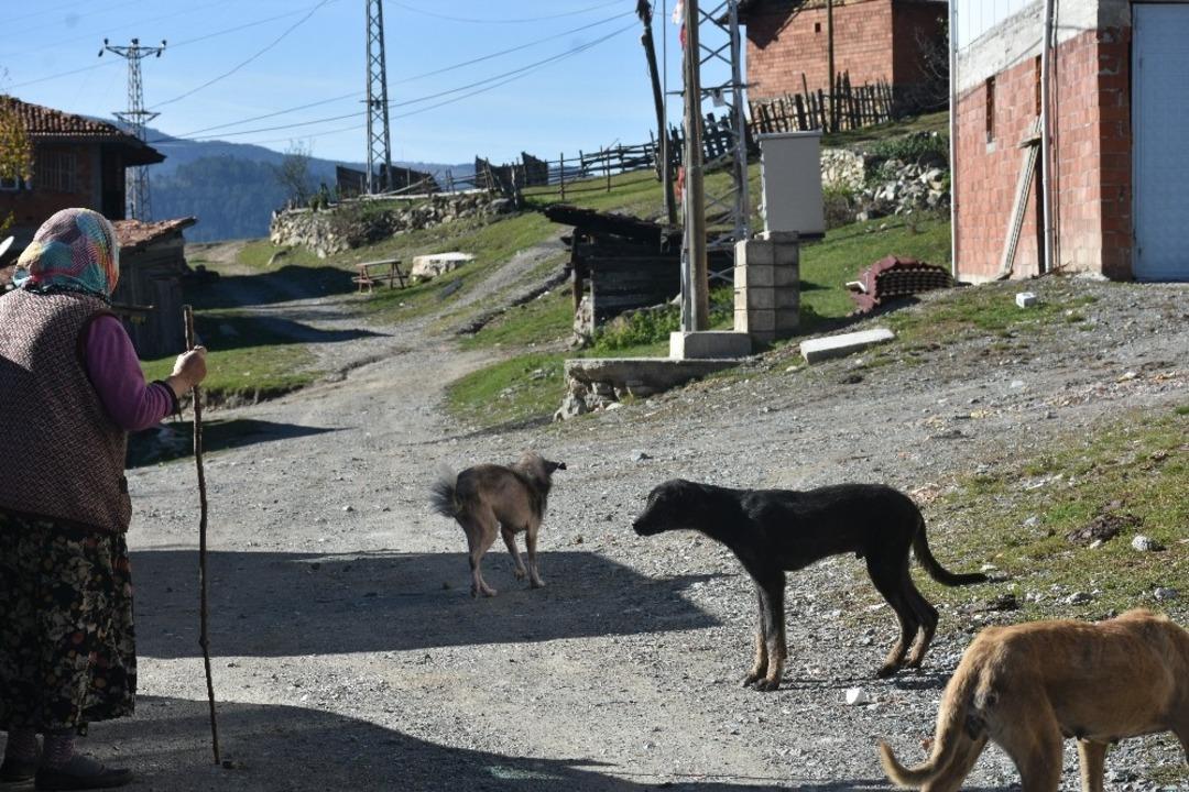 Kastamonu&rsquo;da bir k&ouml;y&uuml; uyuz ve hastalıklı k&ouml;pekler bastı