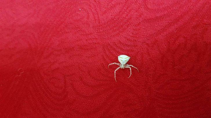  Osmaniye'de ortaya çıktı! Yüzü insan gibi G1