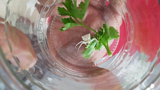  Osmaniye'de ortaya çıktı! Yüzü insan gibi