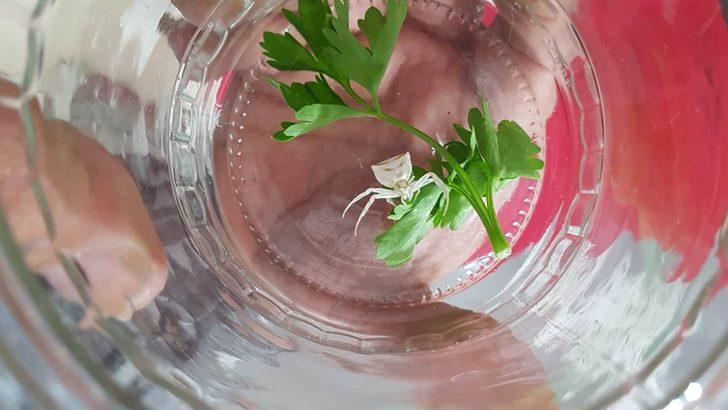  Osmaniye'de ortaya çıktı! Yüzü insan gibi G2