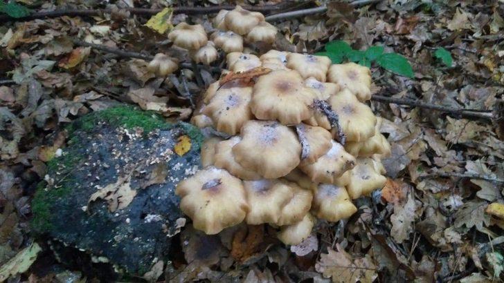 Topladıkları mantar zehirli çıkınca, baba öldü oğlu yaşam savaşı veriyor G1