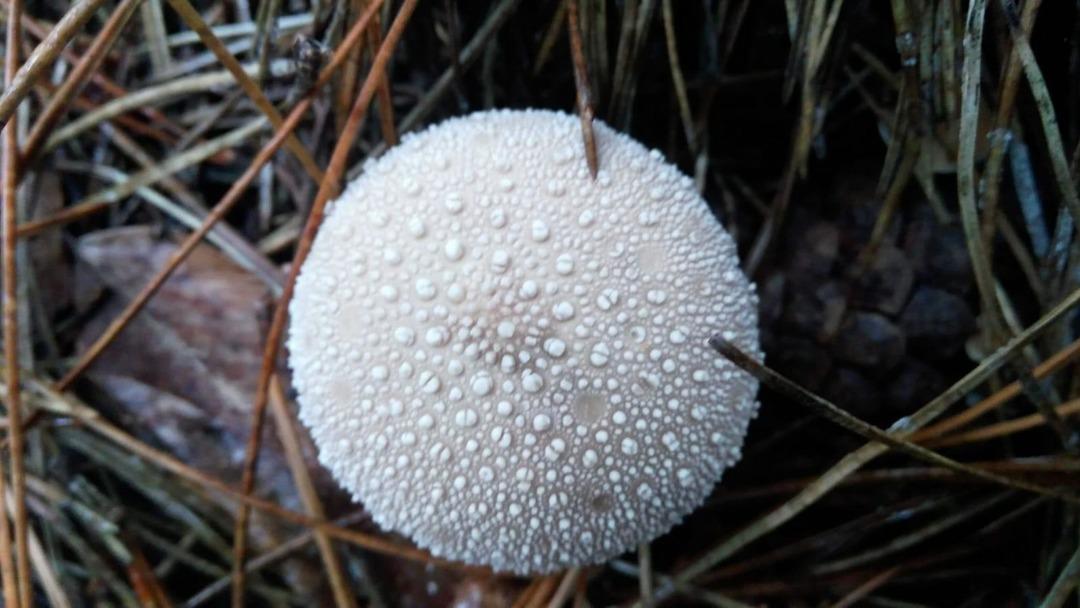 Topladıkları mantar zehirli &ccedil;ıkınca, baba &ouml;ld&uuml; oğlu yaşam savaşı veriyor