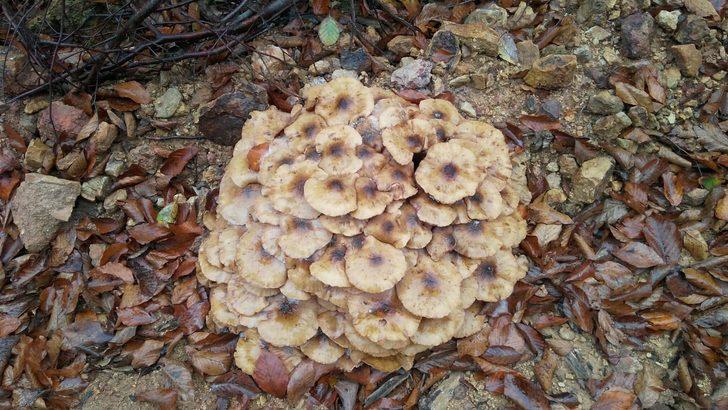 Topladıkları mantar zehirli çıkınca, baba öldü oğlu yaşam savaşı veriyor G2