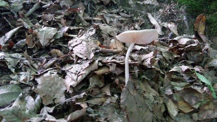 Topladıkları mantar zehirli çıkınca, baba öldü oğlu yaşam savaşı veriyor G4