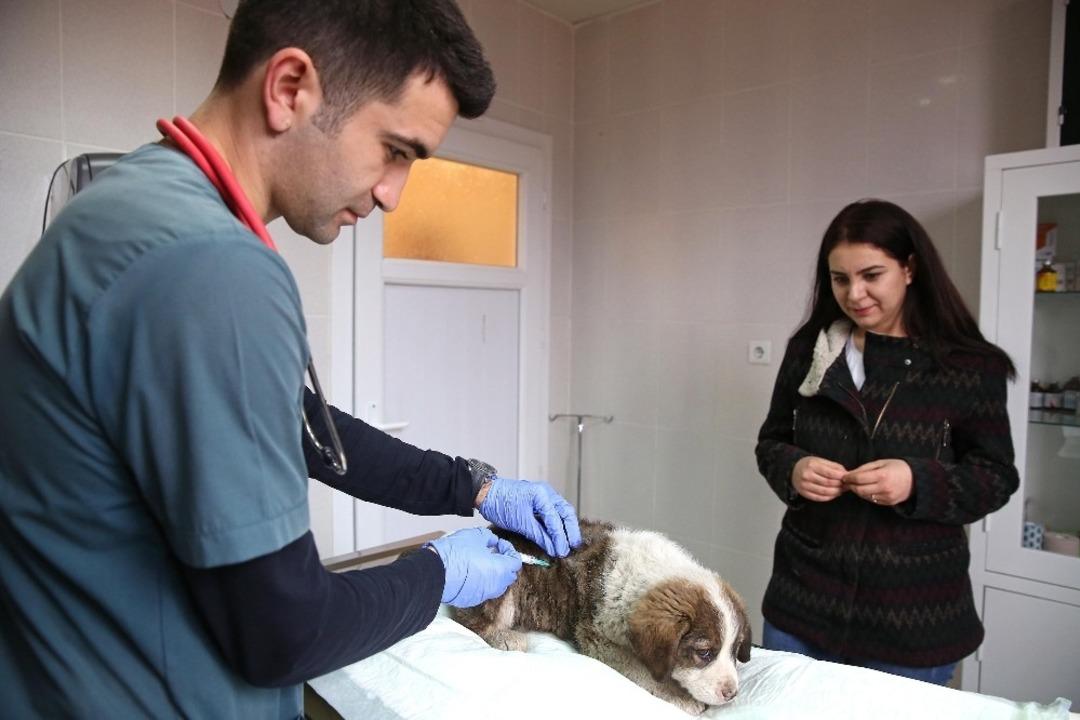 Buca&rsquo;da sokak hayvanlarına beş yıldızlı konfor