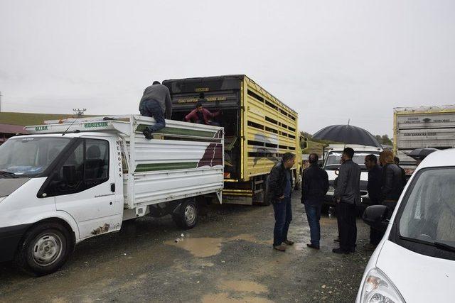 Genç çiftçilere 238 koyun dağıtıldı