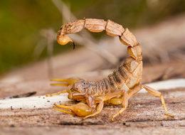 Litresi 10 milyon dolar İş adamları onun için bir araya geldi