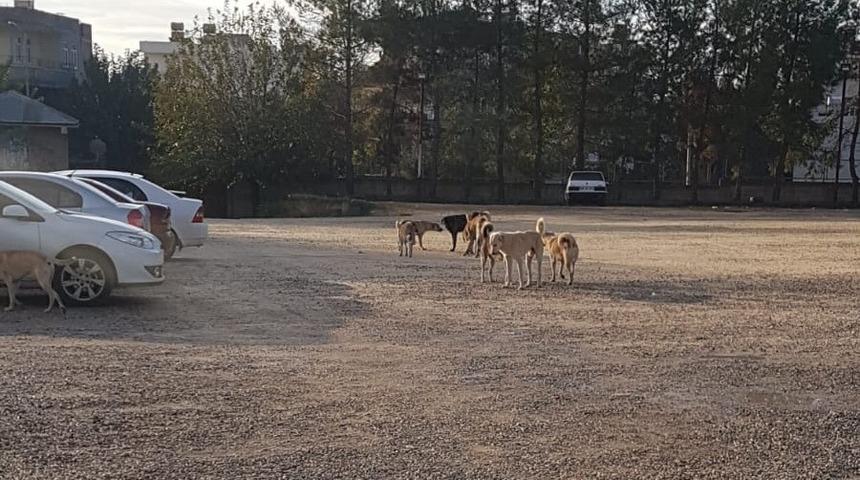 Hastane otoparkında başıboş köpek paniği