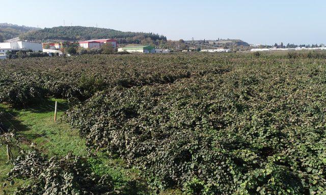 Kivide bu yıl 25 bin ton rekolte bekleniyor