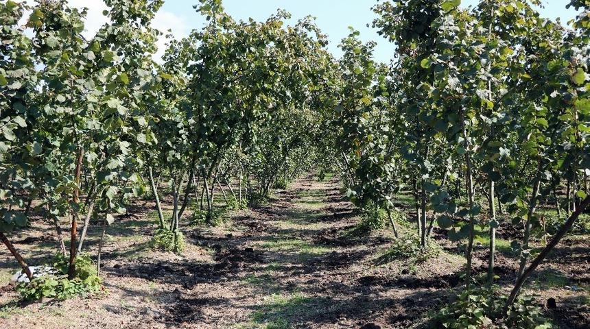 Karadenizli &ccedil;ift&ccedil;ilere fındık eğitimi verilecek