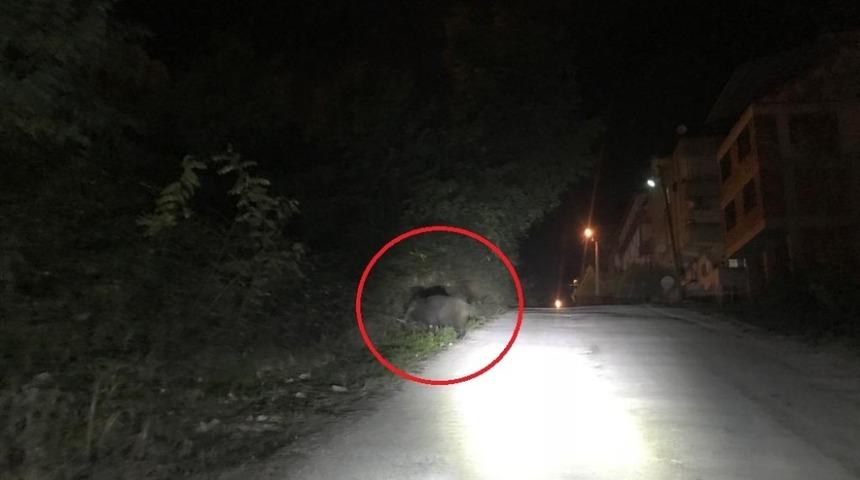 Yaban domuzları yaşam alanlarına indi