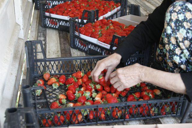 Mahmudiye çileğinde sezonun son hasadı yapılıyor