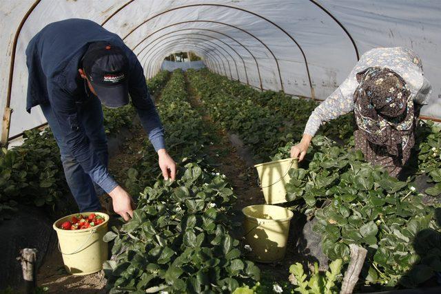 Mahmudiye çileğinde sezonun son hasadı yapılıyor