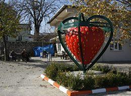 Mahmudiye çileğinde sezonun son hasadı yapılıyor