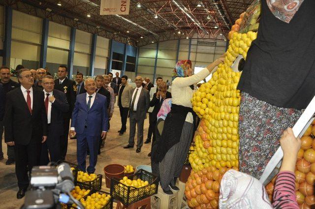 Mersin’de Narenciye Festivali heyecanı