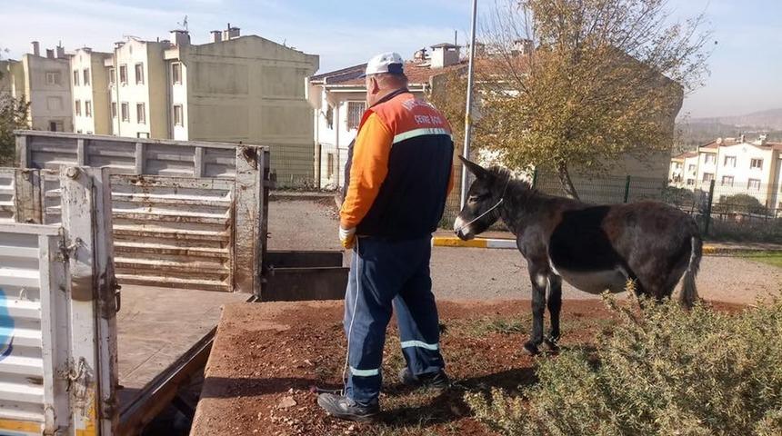 Başıboş hayvanlar hayvanat bah&ccedil;esine teslim edildi