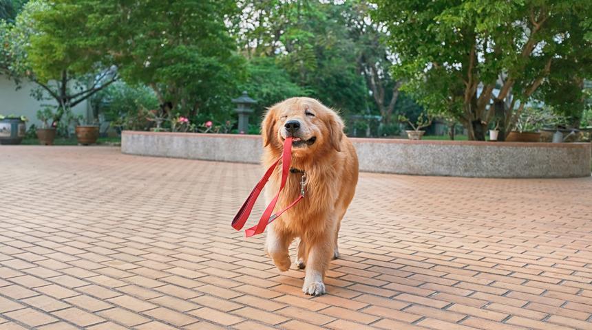 O şehirde köpek gezdirmek yasaklandı