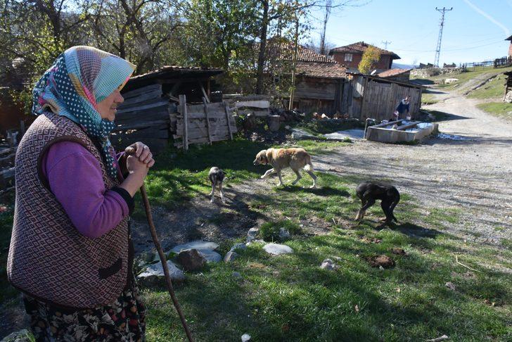 Kastamonu'da başıboş uyuz ve hastalıklı köpekler vatandaşlara kabusu yaşatıyor G1
