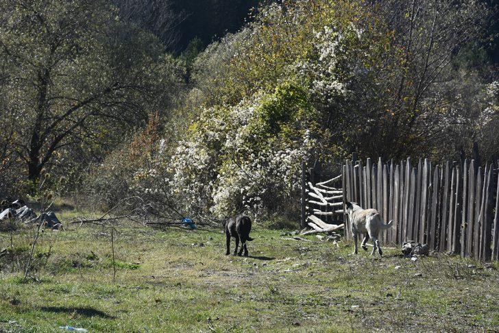 Kastamonu'da başıboş uyuz ve hastalıklı köpekler vatandaşlara kabusu yaşatıyor G2