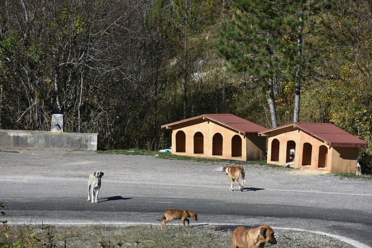 Kastamonu'da başıboş uyuz ve hastalıklı köpekler vatandaşlara kabusu yaşatıyor G3
