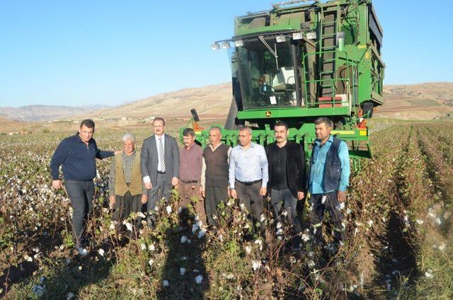 Siirt ve Kurtalan’da pamuk hasadı başladı