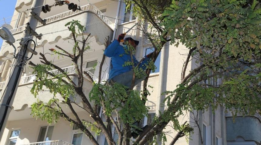 Niğde&rsquo;de kuru ve tehlike arz eden ağa&ccedil;lar budanıyor