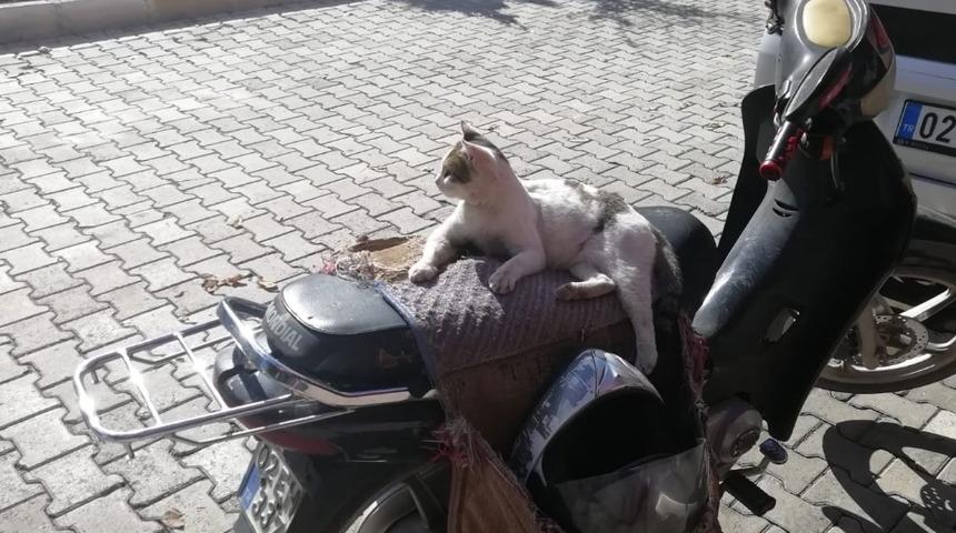 G&uuml;neşli hava sokak hayvanlarına yaradı