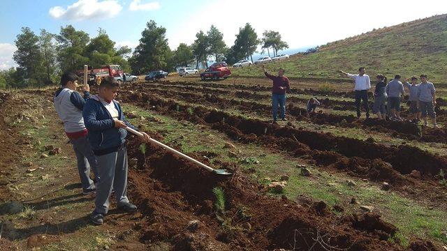 Hatay’daki yangın bölgesine 300 fidan dikildi