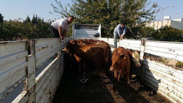 Genç çiftçilere 310 adet büyükbaş hayvan dağıtıldı