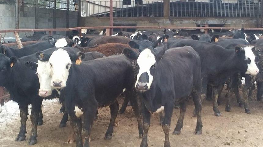 Gen&ccedil; &ccedil;ift&ccedil;ilere 310 adet b&uuml;y&uuml;kbaş hayvan dağıtıldı