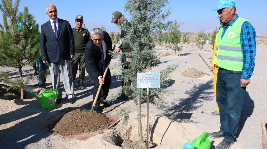 &Ccedil;ukurkuyu&rsquo;da bin fidan toprakla buluştu