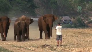 Eski bakıcılarının sesini duyunca koşa koşa yanına giden filler