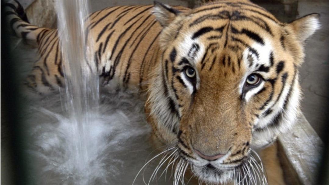 K&ouml;yl&uuml;ler intikam i&ccedil;in kaplan &ouml;ld&uuml;rd&uuml;