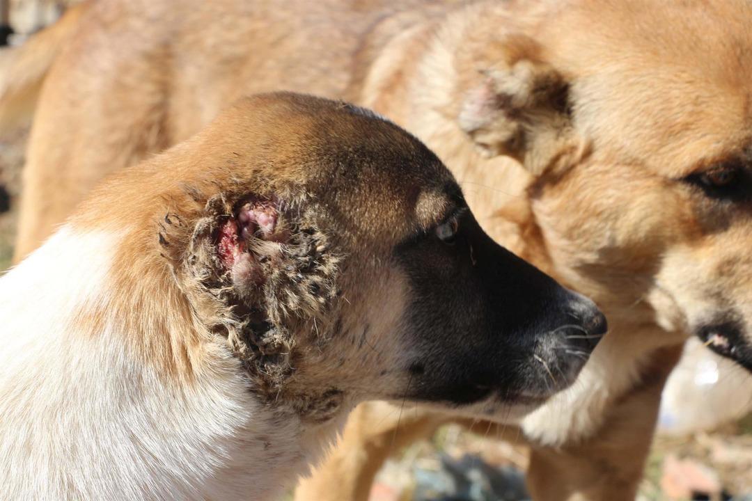 Kulakları kesilip, işkence edilen k&ouml;peğe sahip &ccedil;ıktı 