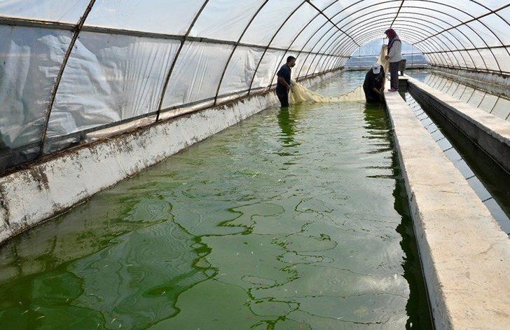 Serada domates gibi balık yetiştiriliyor G1