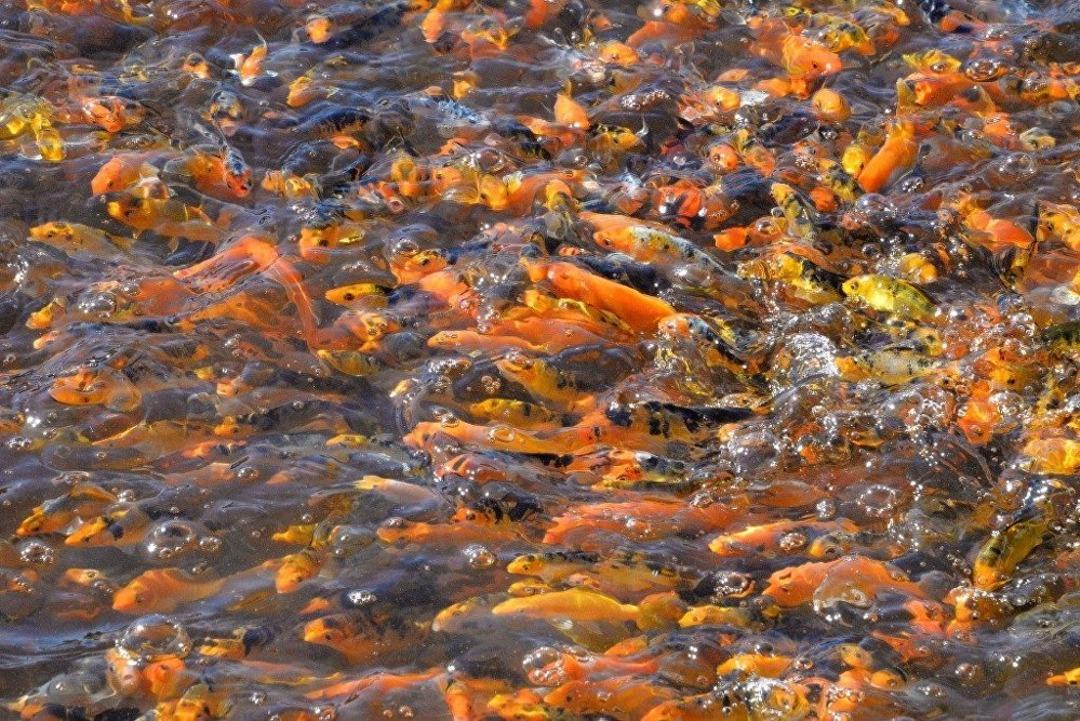 Serada domates gibi balık yetiştiriliyor