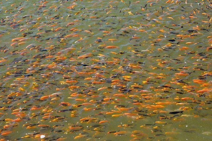 Serada domates gibi balık yetiştiriliyor G5