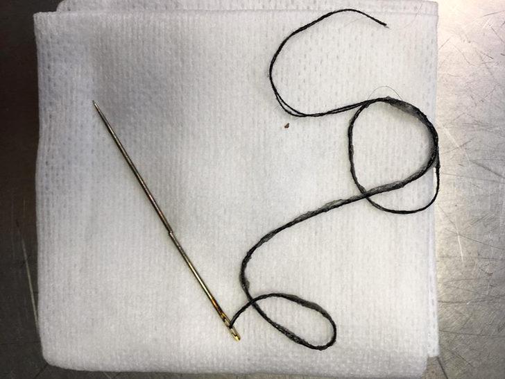 Kedinin boğazından 6 santimlik dikiş iğnesi çıkarıldı G4