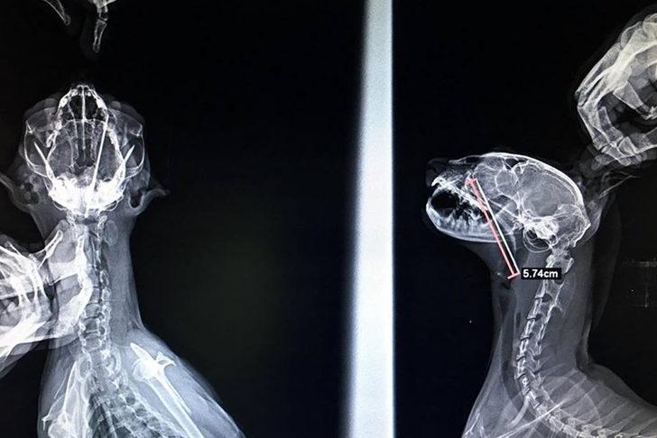 Kedinin boğazından 6 santimlik dikiş iğnesi çıkarıldı G1