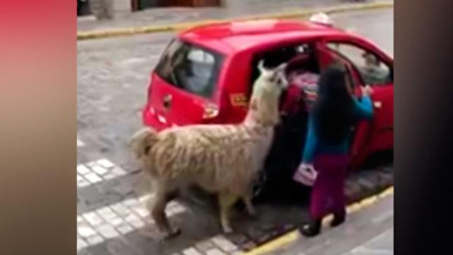 Peru'da bir lama, taksiye binerken görüldü