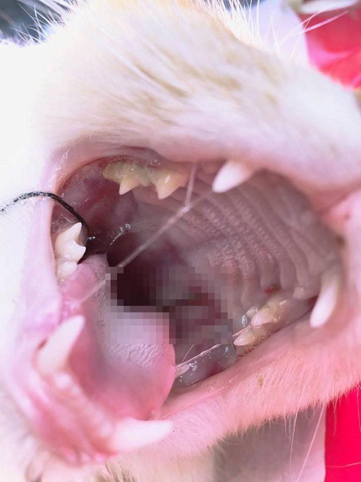 Kedinin boğazından 6 santimlik dikiş iğnesi çıkarıldı G3
