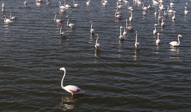 Flamingolar, Altınova'daki 'kuş oteli'nde konaklıyor
