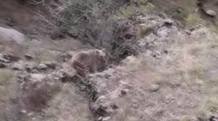 Yaralı ayı, kurtarılamadı