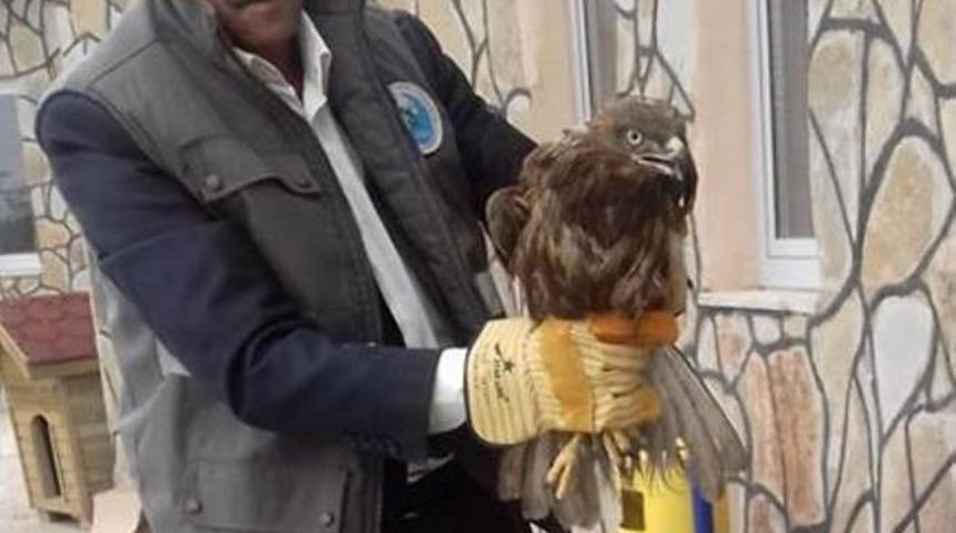 Yaralı Kızıl Şahin tedavi altına alındı