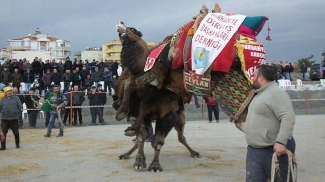 Burhaniye’de develere havut giydirilecek