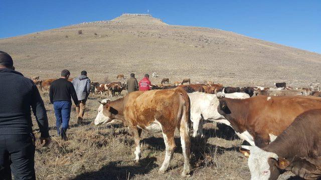 Zehirlenen 250 büyükbaş, telef olmaktan kurtarıldı