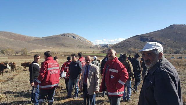 Zehirlenen 250 büyükbaş, telef olmaktan kurtarıldı