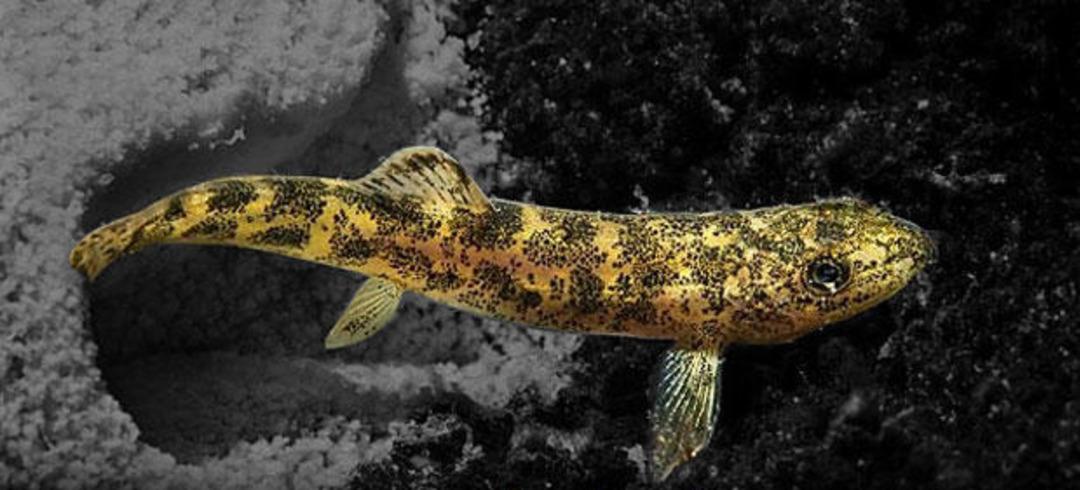 Mehmet&ccedil;ik'in bulduğu yeni balık t&uuml;r&uuml; bilim adamlarını bile şaşırttı: Hayret verici!