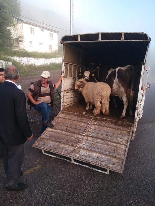 Ordu’da hayvan hareketlerine sıkı kontrol