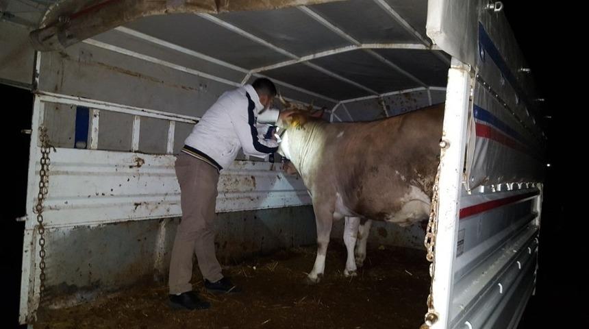 Ordu&rsquo;da hayvan hareketlerine sıkı kontrol